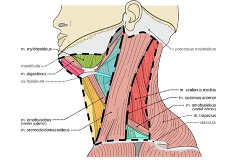 Neck Lumps Flashcards Quizlet