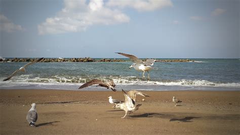 Fotos Gratis Playa Paisaje Costa Arena Oceano P Jaro Apuntalar