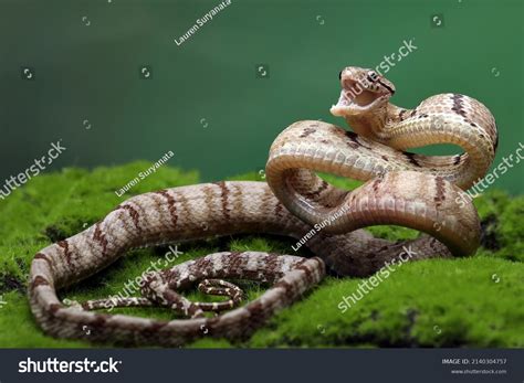 9,827 Scary reptile teeth Images, Stock Photos & Vectors | Shutterstock