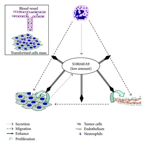 Roles Of S100a8a9 In Tumorigenesis In This Hypothesis S100a8a9 Are