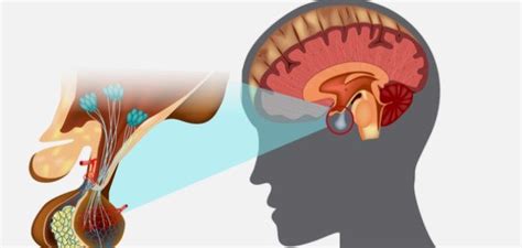 هرمونات الغدة النخامية استشاري