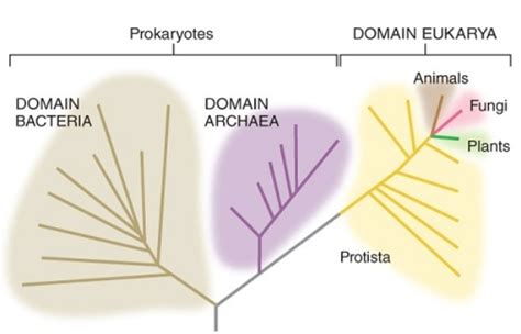 Examine This Diagram Biology