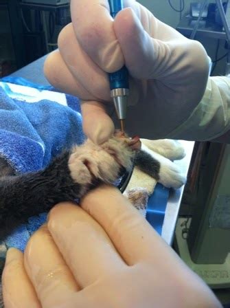 Diary Of A Real Life Veterinarian Declaw What You Need To Know Before