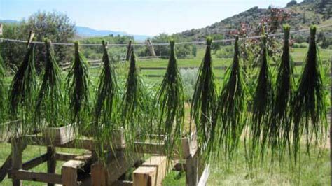 Sweetgrass plants, customer examples from around the United States, A-M