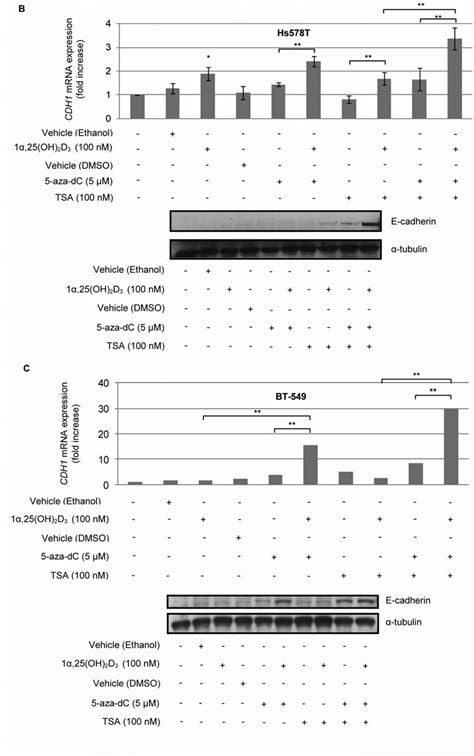 Effect Of Oh D Aza Dc And Tsa On Cdh Mrna Expression