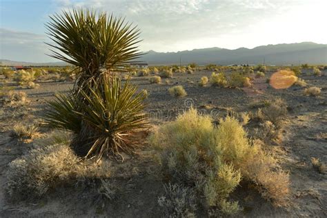 Desert yucca plant stock photo. Image of landscape, close - 14084220