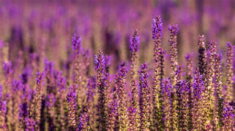 The Basics of Lavender Farming - Mid-West Farm Report