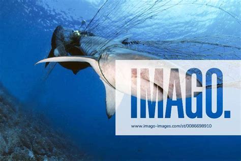 Dead Galapagos Sharks Carcharhinus Galapagensis In Orphaned Fishing Net