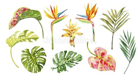 Watercolor Hand Drawn Rainforest Tropical Leaves Botanical DIY