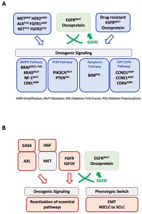 Jcm Free Full Text A Closer Look At Egfr Inhibitor Resistance In Non Small Cell Lung Cancer