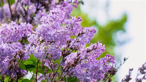 How To Plant a Lilac Shrub | Garden Goods Direct