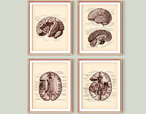 4 Anatomical Brain Posters Vintage Anatomy Art Neurology Art - Etsy