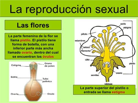 Reproducción Sexual En Plantas Agro Ana Lydia González Cabán