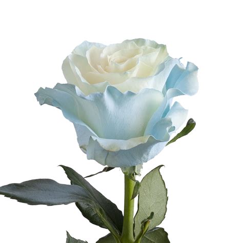 Painted Light Blue Roses - Farm Direct Fresh Cut Flowers - 50 Stems ...