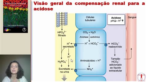 Fisiologia Renal Equilíbrio ácido base YouTube