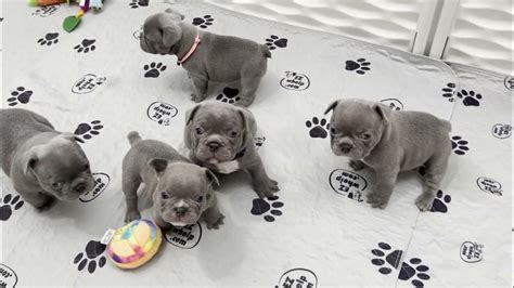 Cute Lilac French Bulldog Puppies At 4 Weeks Old Youtube