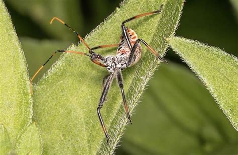 Wheel Bug Nymph Arilus Cristatus Arilus Cristatus Bugguide Net