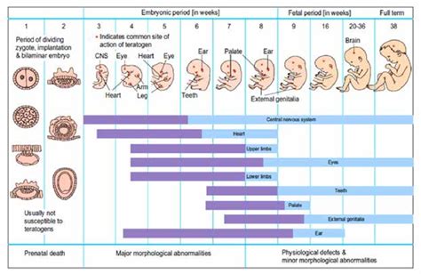 Critical Period From Prenatal Development Phases Color Of Violet