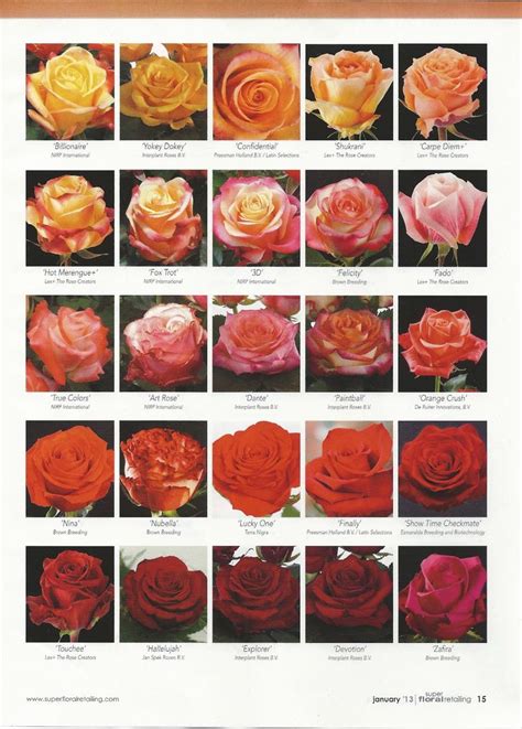 Orange To Red Roses Flower Classroom New Rose Varieties