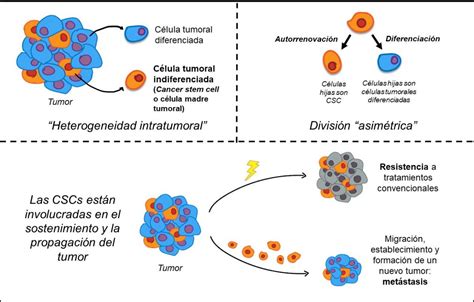 CÉLULAS MADRE TUMORALES DIME CON QUIÉN TE RODEAS Y TE DIRÉ CÓMO EVITAR