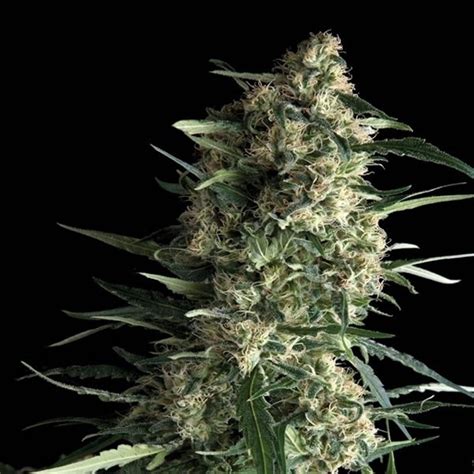 Auto Galaxy X Pyramid Seeds Tu Cultivo Growshop Productos Para