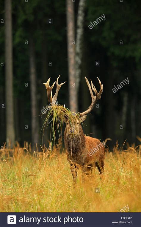 Red Deer Cervus Elaphus Stag With Tussocks In The Antlers Germany