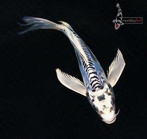 Doitsu Blue Kujaku Butterfly Fin Live Koi Fish Pond Garden Ndk On