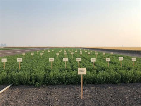 Alfalfa Variety Selection Agronomy