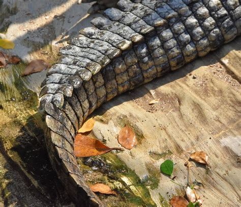 69 Of The Most Fascinating Crocodile Facts | Bored Panda