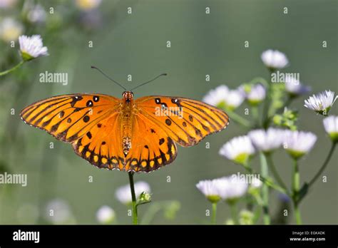 Gulf Fritillary Or Passion Butterfly Agraulis Vanillae Stock Photo Alamy