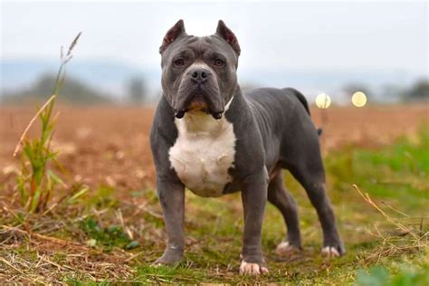 American Bully: Breed Info, Pictures, Varieties, & More