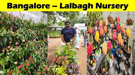 Lalbagh Nursery Bangalore Cheapest Plants Must Visit Place Bangalore