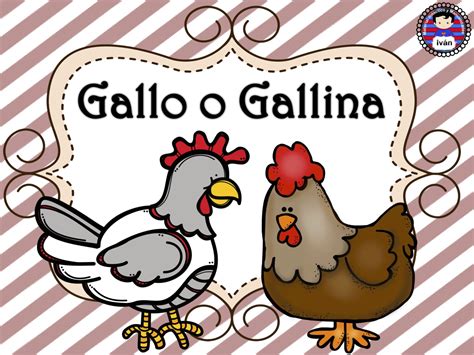 Ciclo De La Vida De Las Gallinas