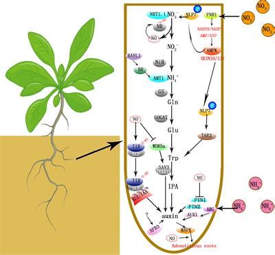 Frontiers Synergistic Effects Of Nitrogen Metabolites On Auxin