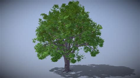 Rhino 3d Trees