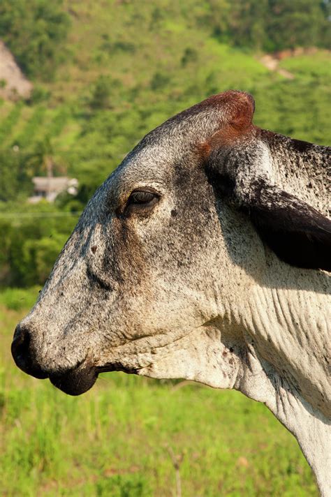 Cow Photograph By Celso Diniz Fine Art America