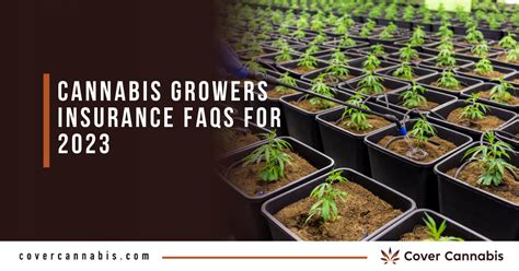 Cannabis Growers Insurance Faqs For 2024 Cover Cannabis