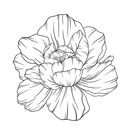 Peony Outline Drawing