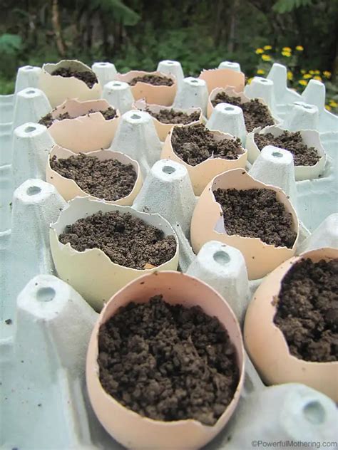 Seedlings In Egg Shells