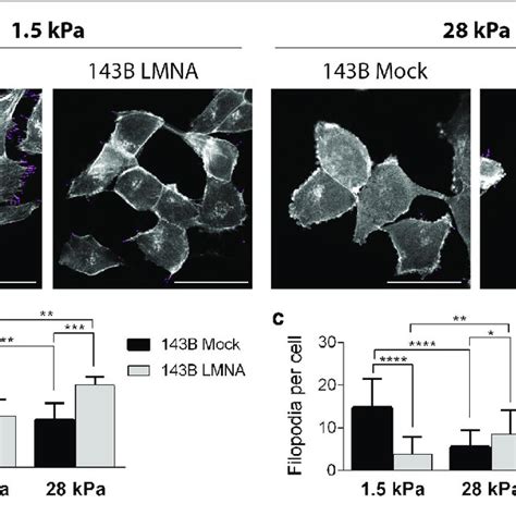 Evaluation Of B Cell Adhesion On The Two Different Pdms