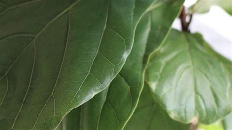 Double Its Growth How To Fertilize Your Fiddle Leaf Fig Dossier Blog Fiddle Leaf Fig