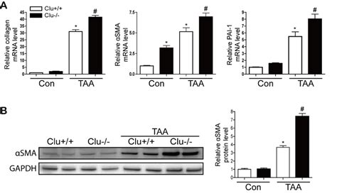 Loss of clusterin increases the expression of type I collagen αSMA