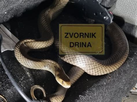 Drama U Zvorniku Zmija Otrovnica Ujela Devoj Icu