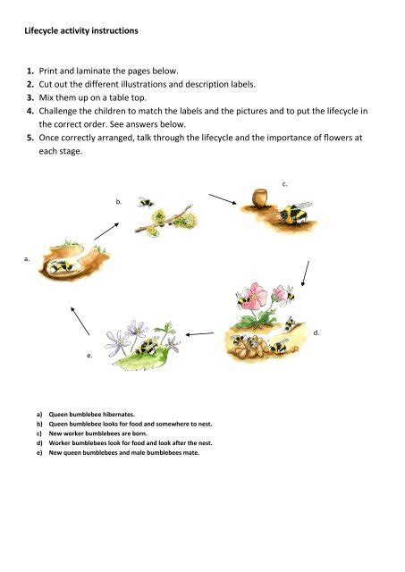 Bumblebee Lifecycle Activity Bumblebee Conservation Trust