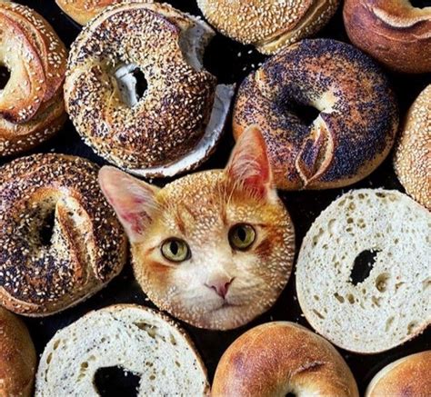 Pin By Gerda On Katten Extreme Photoshop Food Bagel Cats