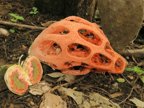 Clathrus Crispus Evans Mycology Guide INaturalist