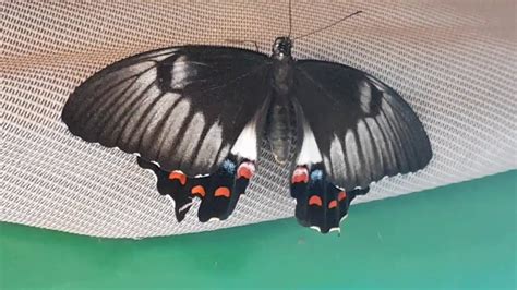 A Far North Queensland Orchard Swallowtail Butterfly In My Southern