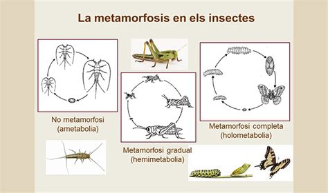 La Metamorfosis Completa De Los Insectos Formidable Generadora De