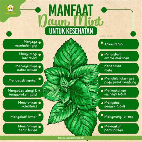 Manfaat Daun Mint Untuk Kesehatan Cairo Food