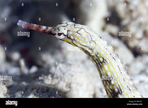 Face Of A White Pipefish Swimming Over Sand Bottom Under Water Stock